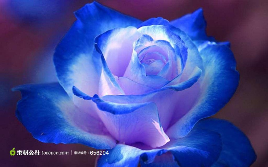 点击大图看下一张：梦幻唯美的蓝色玫瑰花图片