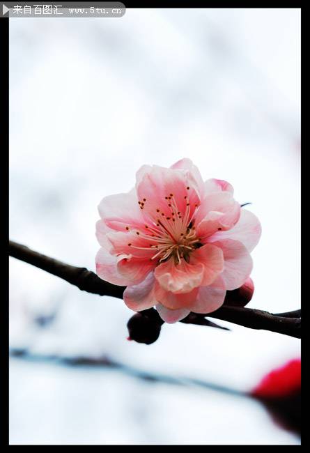 点击大图看下一张：粉色的樱花唯美摄影图片