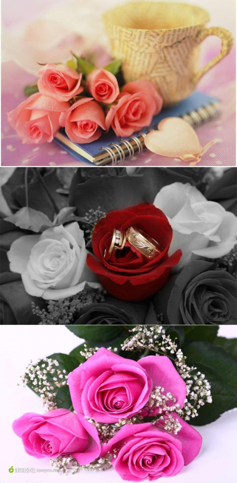 点击大图看下一张：娇艳美丽的粉色玫瑰图片赏析