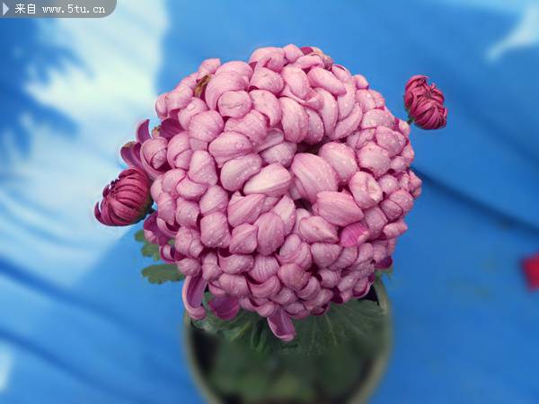 点击大图看下一张：蓝天下美丽的菊花图片