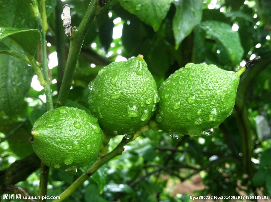 点击大图看下一张：酸中带甜的青柠檬植物图片