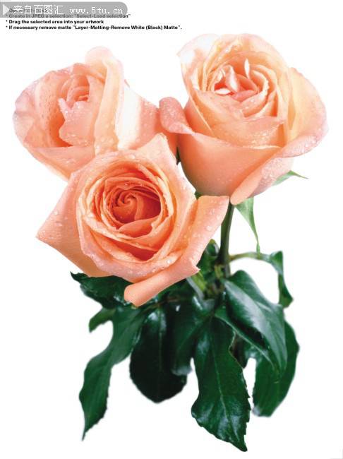 点击大图看下一张：超清唯美的玫瑰花束图片