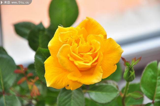 点击大图看下一张：一朵盛开的黄玫瑰图片