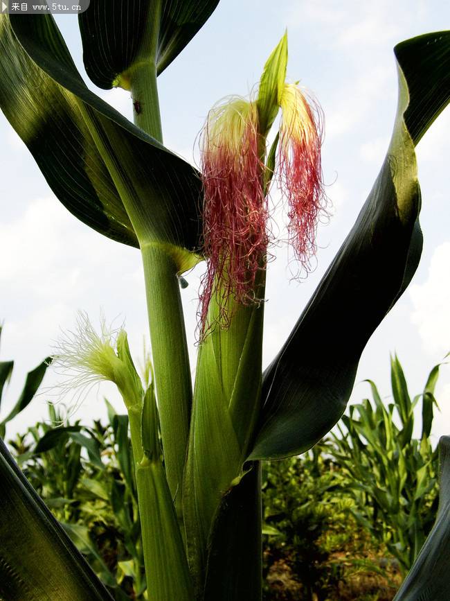 点击大图看下一张：种植园里的玉米高清图片