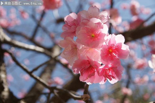 点击大图看下一张：日本樱花超清唯美特写图片