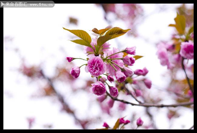点击大图看下一张：春日粉色樱花背景图片