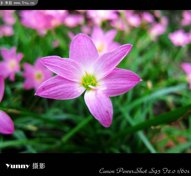 点击大图看下一张：粉红色春天野花摄影图片