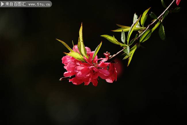 点击大图看下一张：红桃花春天植物图片壁纸欣赏