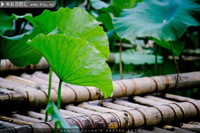 点击大图看下一张：夏天荷塘绿色荷叶植物图片
