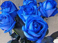 珍贵的蓝色玫瑰花高清图片