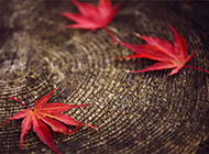 秋日红色枫叶背景素材