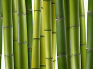 超清晰的竹子图片素材