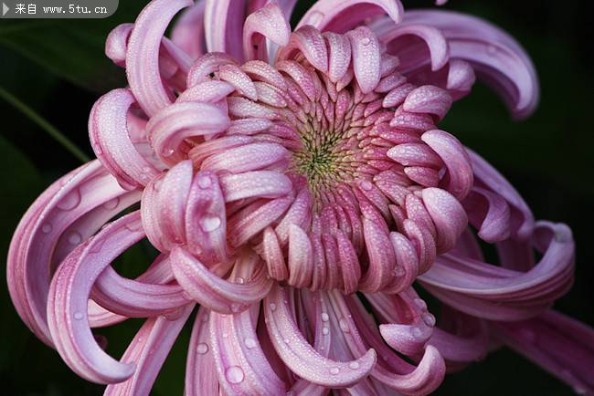 点击大图看下一张：菊花唯美植物图片素材