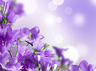 铃兰花图片唯美紫色鲜花背景素材