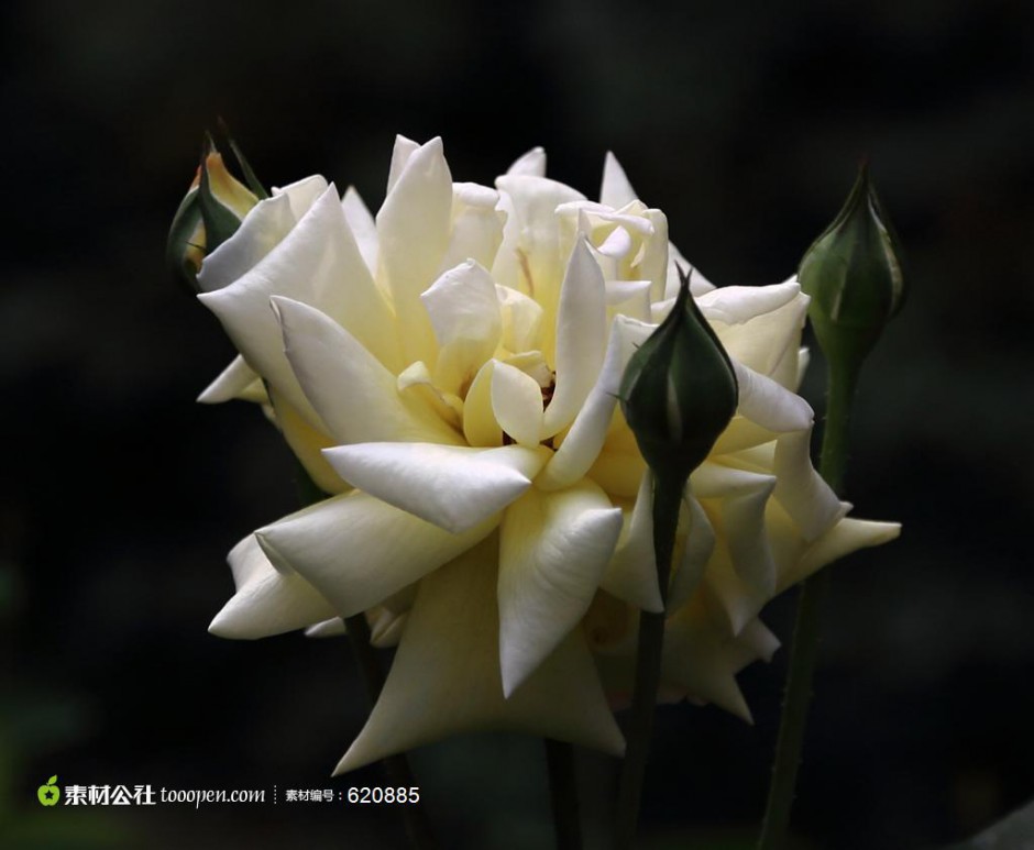 点击大图看下一张：一束唯美的白玫瑰图片