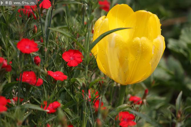 点击大图看下一张：美丽郁金香鲜花摄影图片