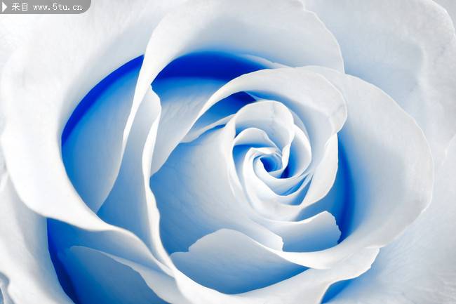 点击大图看下一张：高清蓝色玫瑰花图片素材