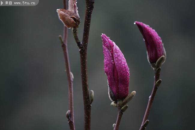 点击大图看下一张：紫玉兰花图片下雨天浪漫植物壁纸