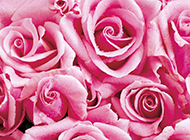 玫瑰花图片素材背景分享