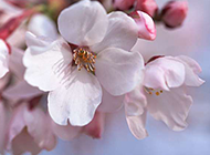 微距樱花摄影图片赏析