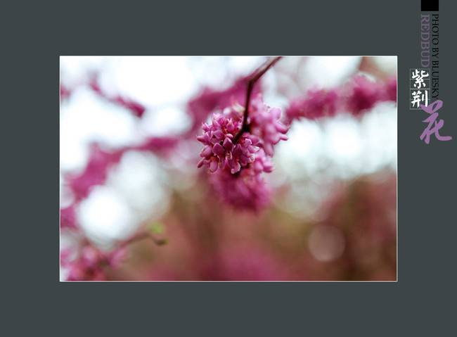 典雅大方的紫荆花图片