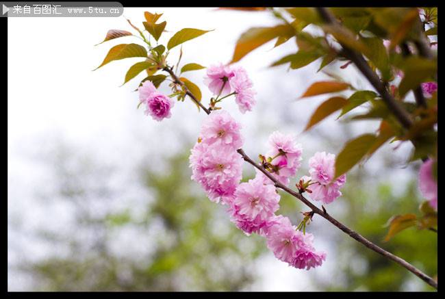 点击大图看下一张：美丽浪漫的樱花摄影图片