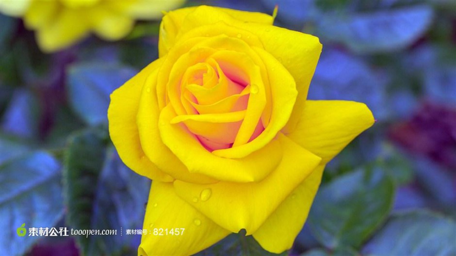 点击大图看下一张：美丽动人的黄玫瑰高清壁纸