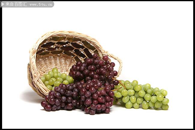 点击大图看下一张：秋天丰收的葡萄图片