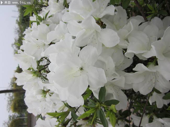 点击大图看下一张：白杜鹃花卉图片