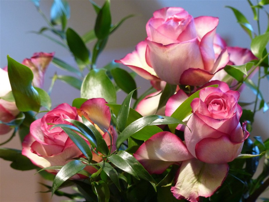 点击大图看下一张：粉红娇羞欲滴的玫瑰花图片