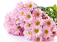 一束粉红色的菊花图片