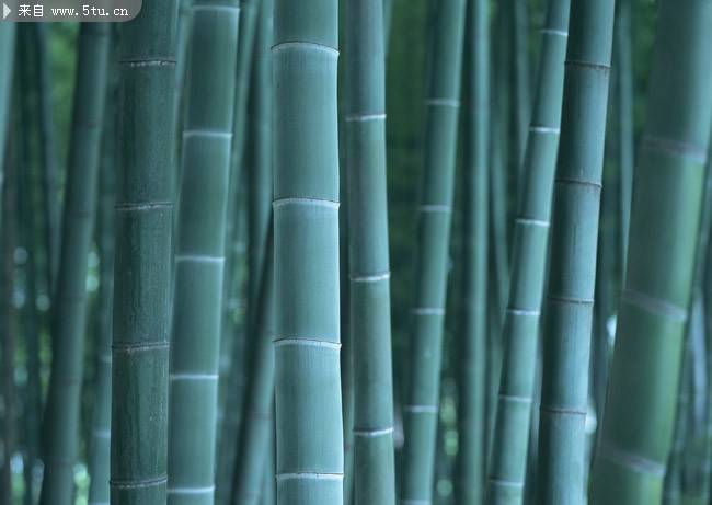 点击大图看下一张：四季青翠的竹子图片