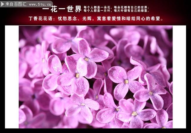 点击大图看下一张：淡紫色的5瓣丁香花图片