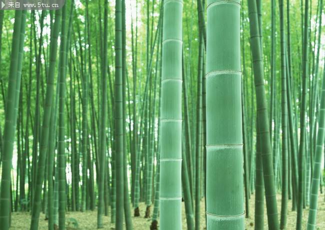 点击大图看下一张：一大片翠绿的竹林图片