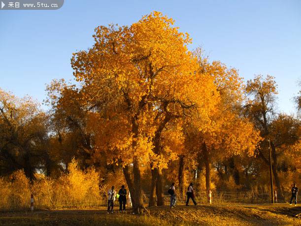 点击大图看下一张：萧瑟伤感秋天的银杏树图片
