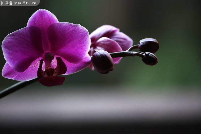 点击大图看下一张：紫色蝴蝶花摄影图片