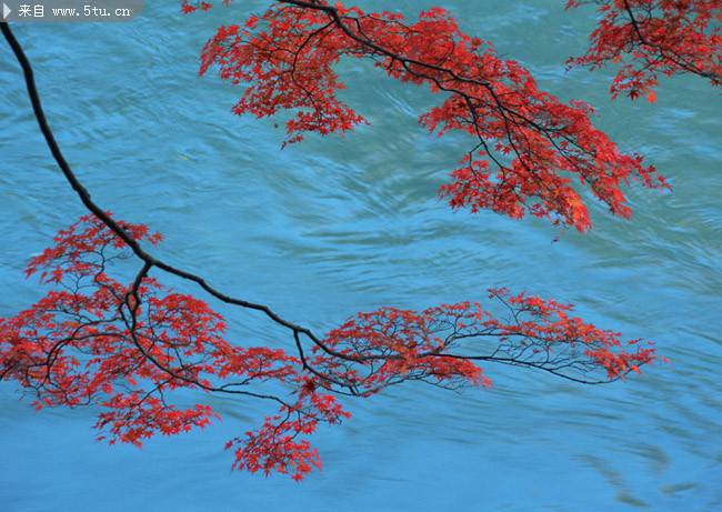 点击大图看下一张：河边的火红枫叶摄影图片