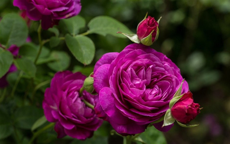 点击大图看下一张：唯美的单朵紫色玫瑰图片赏析