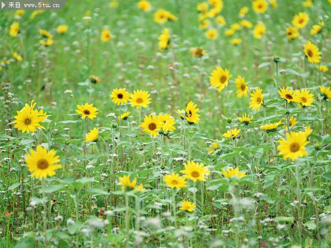 点击大图看下一张：野外的黄菊花摄影图片