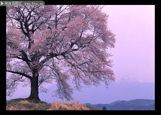 点击大图看下一张：唯美梦幻的日本樱花图片欣赏