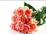 素雅纯净的玫瑰花花束图片欣赏