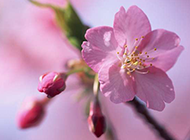 枝头芬芳烂漫的粉色樱花图片
