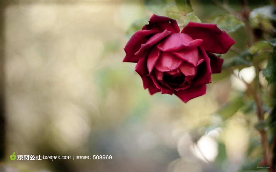 点击大图看下一张：一朵唯美的红玫瑰花图片