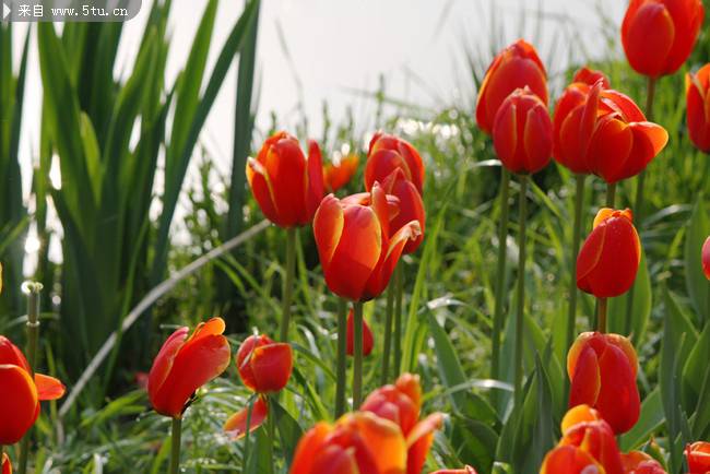 点击大图看下一张：初春公园郁金香花图片大全