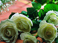 纯洁高贵的唯美白玫瑰图片