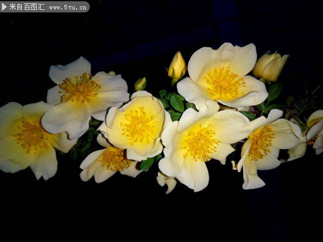 点击大图看下一张：锦团花簇的栀子花图片