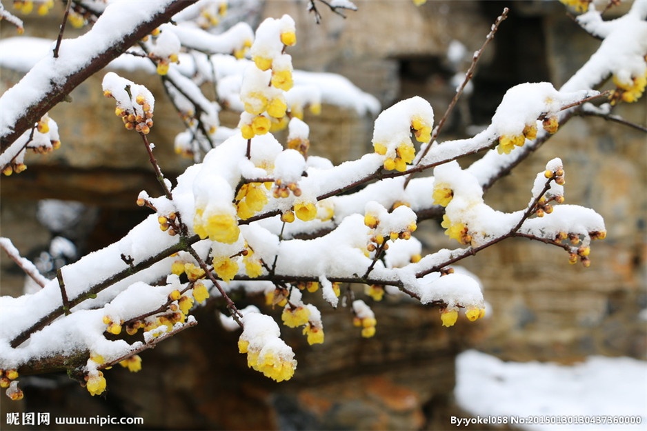 点击大图看下一张：盛开于冬天的腊梅植物图片