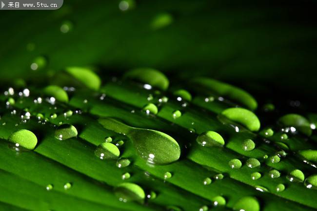点击大图看下一张：绿色春雨植物图片特写