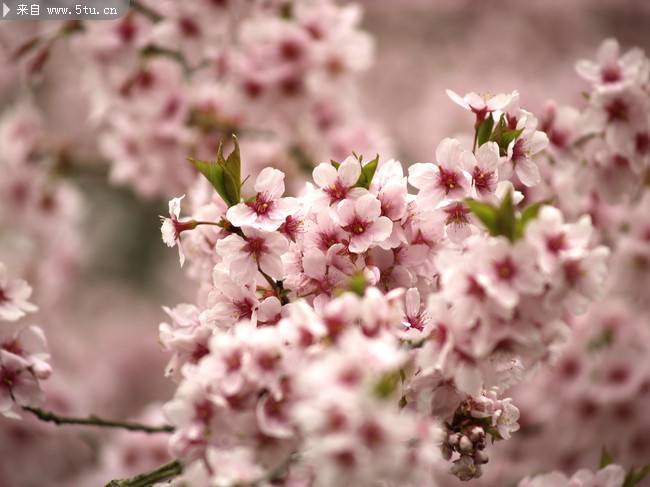 点击大图看下一张：唯美的粉色樱花图片