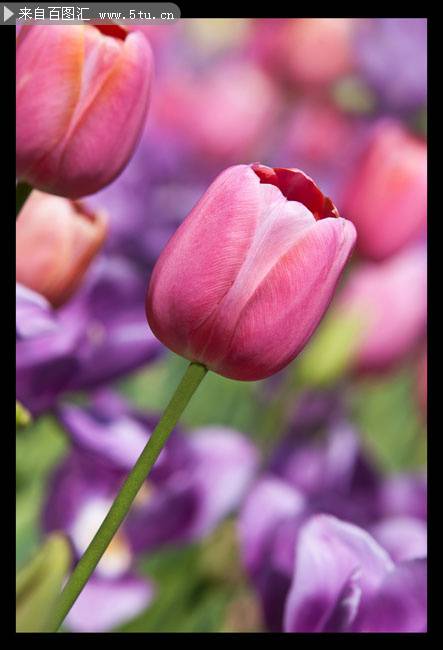 点击大图看下一张：粉色郁金香图片特写摄影